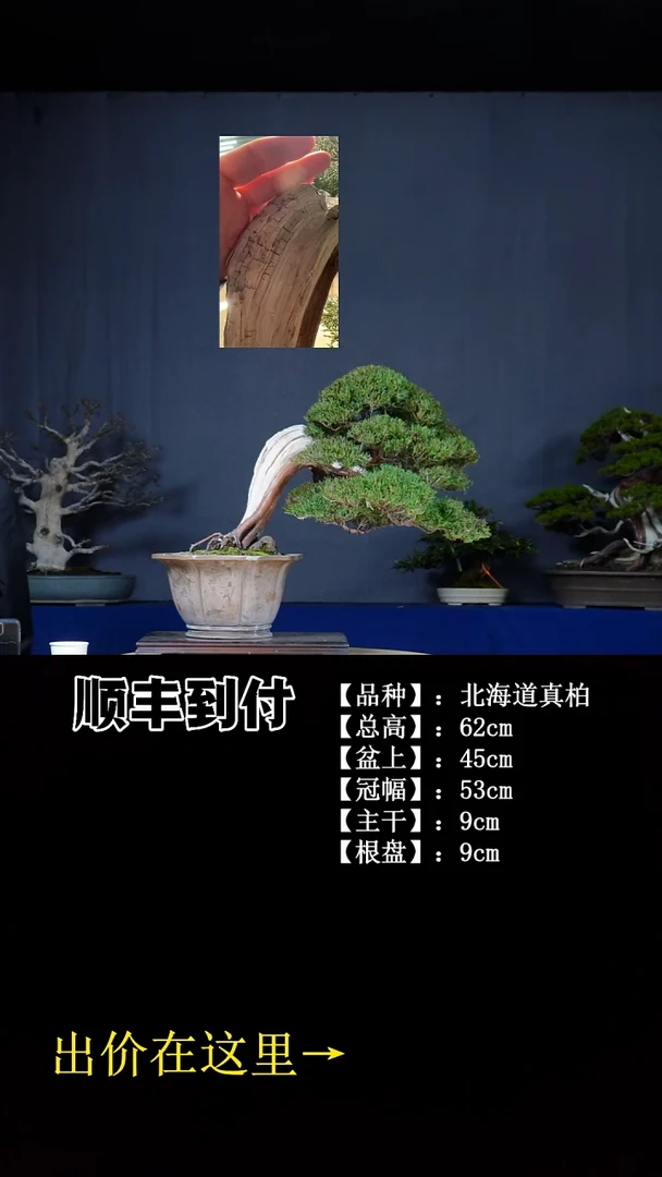 无花朵真柏 不包邮