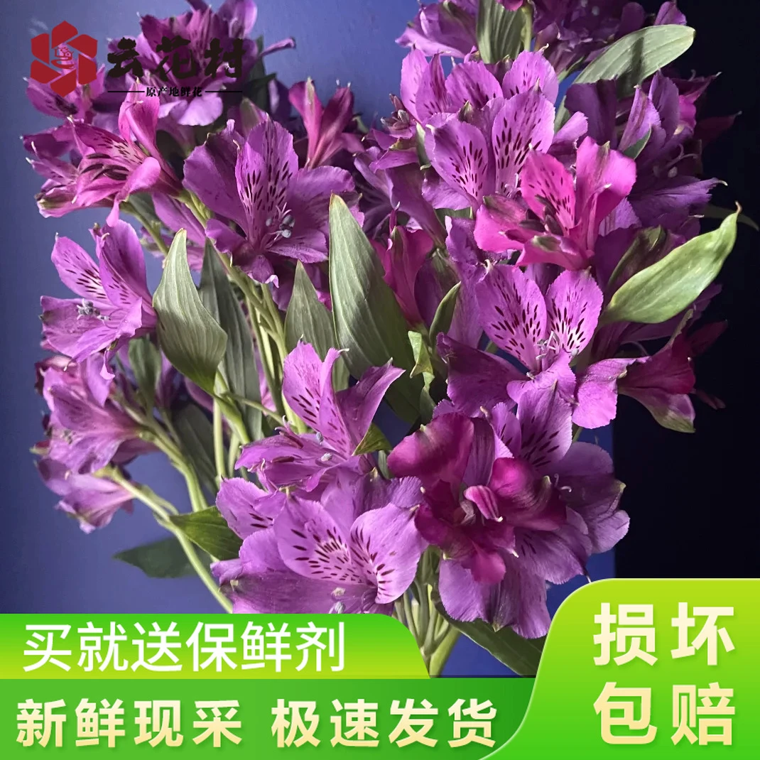 【宠粉福利】海盛A级紫色六出百合【全店任意满2件发顺丰京东】鲜花