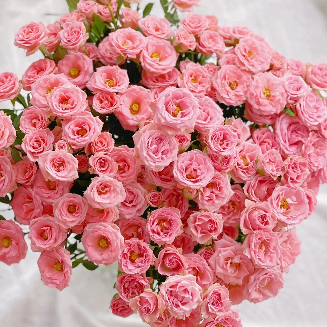 【露露公主】多头玫瑰  5℃以下地区必拍保温棉 不拍冻坏不售后