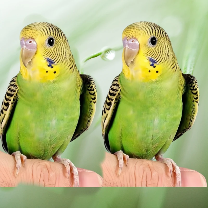 绿皮鹦鹉活鸟一公一母