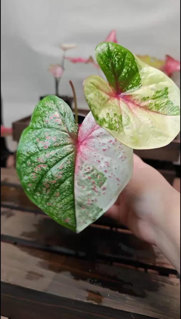 不开花植物018粉黄锦一物一拍
