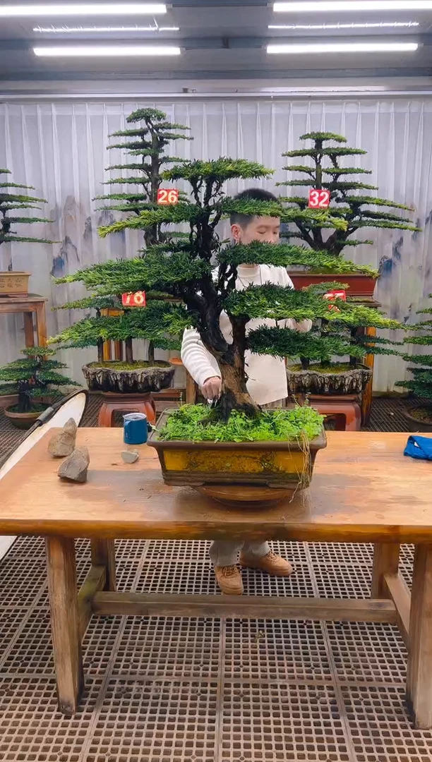 无花朵默****祥精品盆景直播间一物一拍