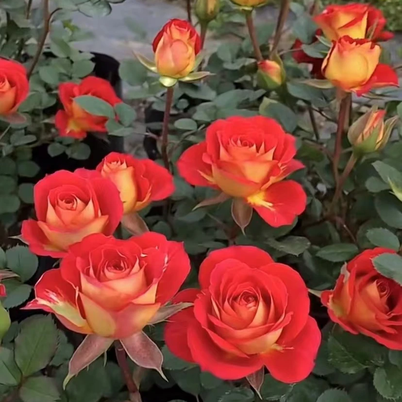 【双鱼座】复色勤花丰花四季开耐寒耐热南北方室外阳台庭院盆栽花卉