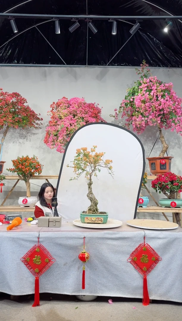 【闪购商品】盆景马斯