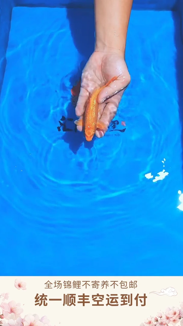 锦鲤丸博单色鲤--002 （顺丰空运到付）