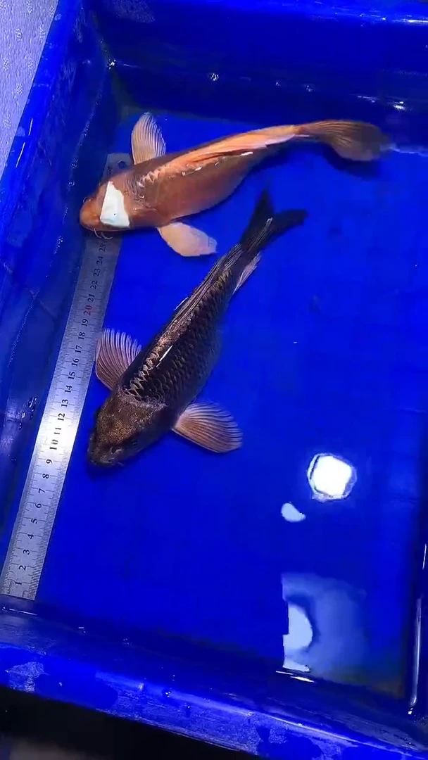 蝴蝶鲤鱼蝴蝶鲤直播选鱼专用链接 凭开箱视频售后