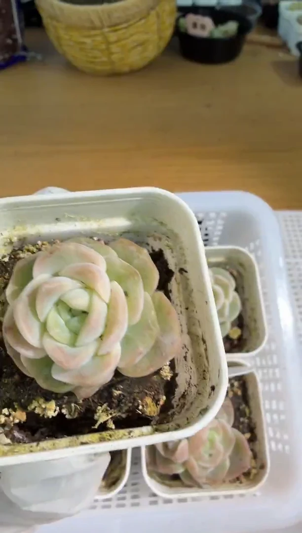 良辰五方一盆 单双混 量拍混发