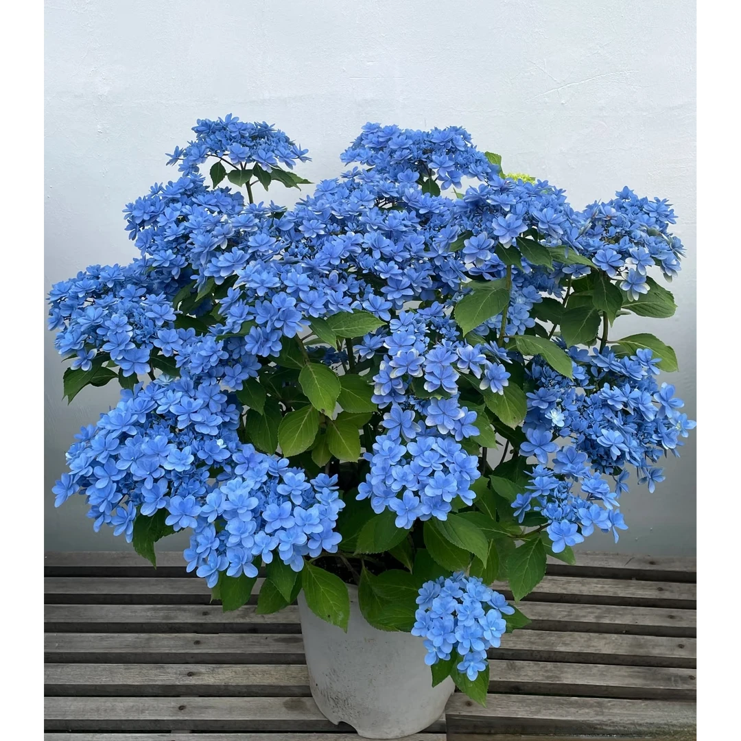 《花野家》佳橙重瓣多色大花多季节新老枝室内室外庭院新手耐寒耐热