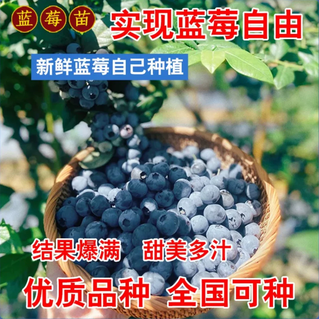 【一米带果蓝莓苗】带叶带土庭院种植地栽南北方