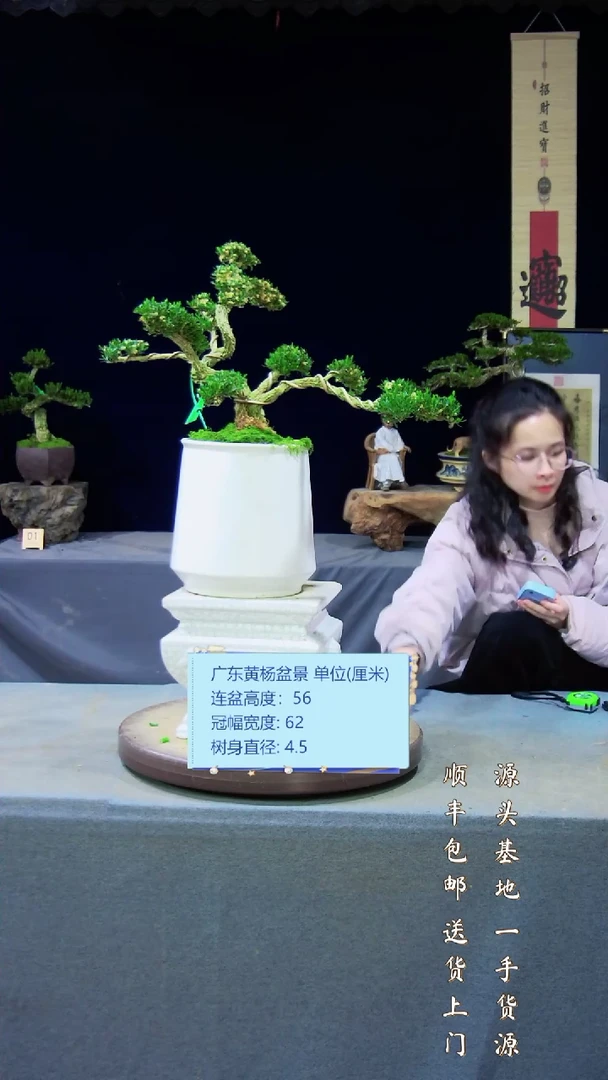 【闪购商品】黄杨盆景艺术黄杨盆景艺术