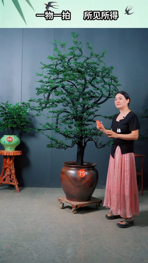 无花朵米*广东小叶紫檀