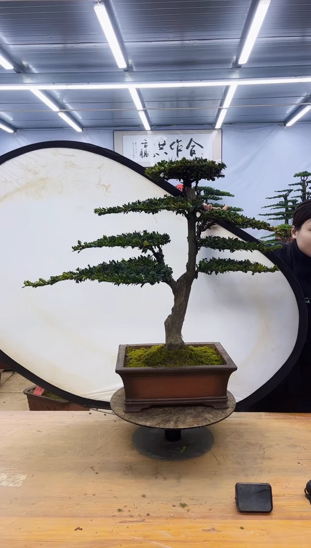 【闪购商品】高端盆景一物一拍，所见即所得