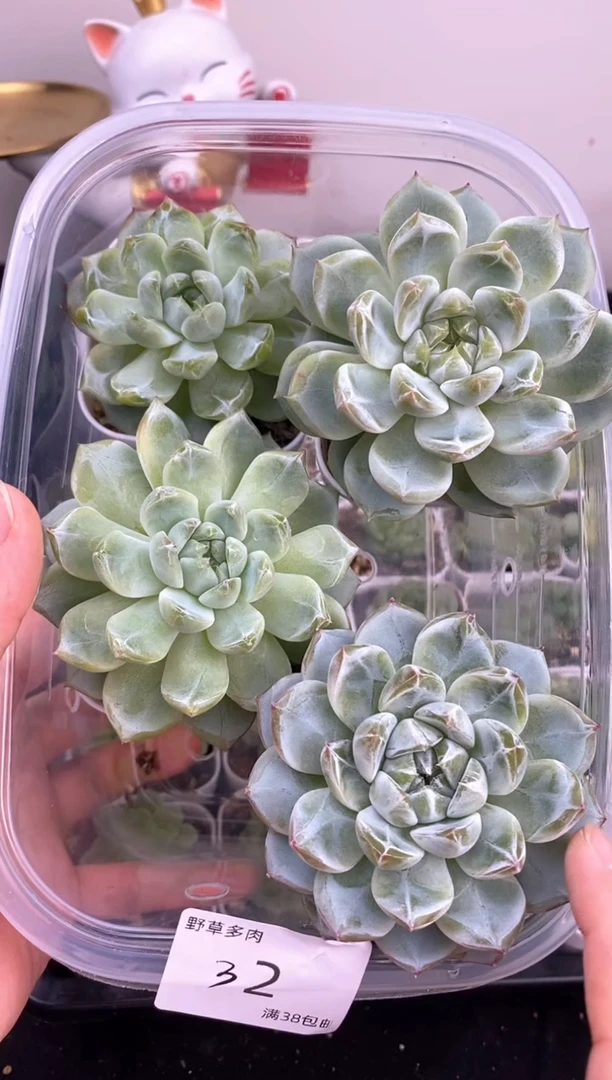 4棵一组一组包邮32号