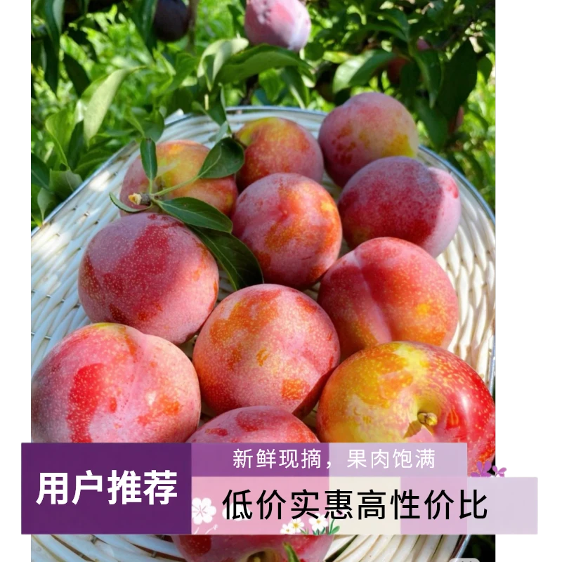 全旭大红袍李子苗袋装嫁接易成活老板