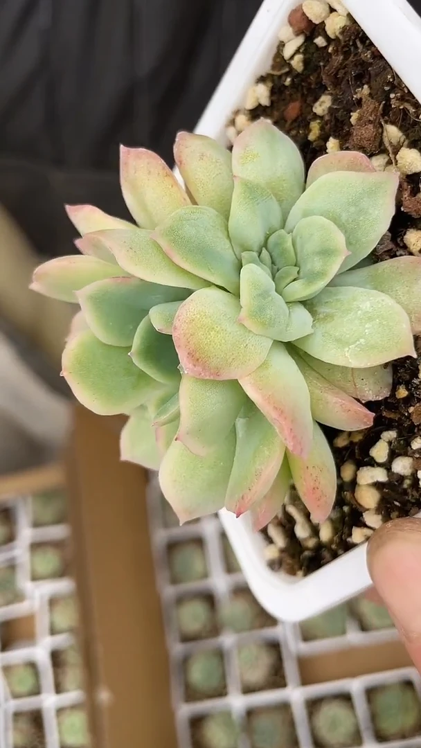   1颗       多肉251