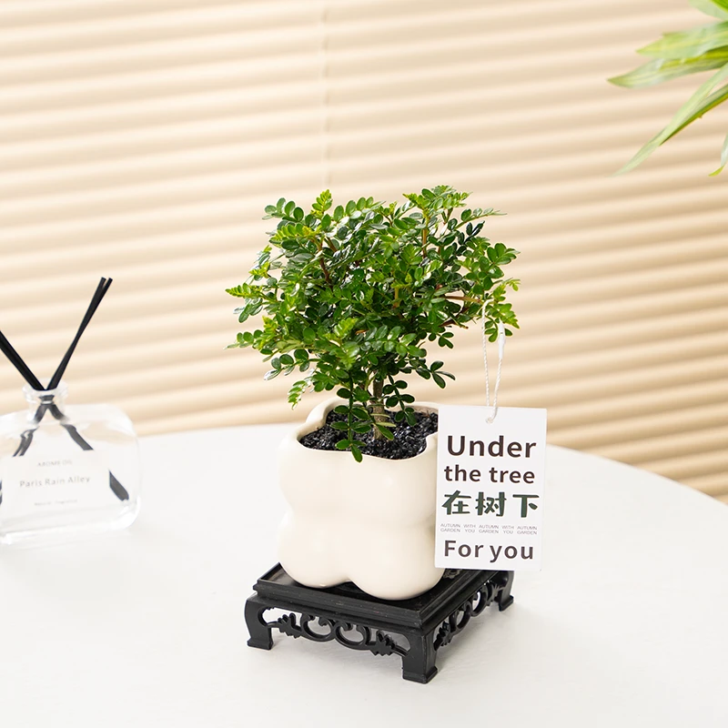 胡椒木赤楠盆栽迷你室内创意桌面小盆景办公室绿植好养清香木驱蚊