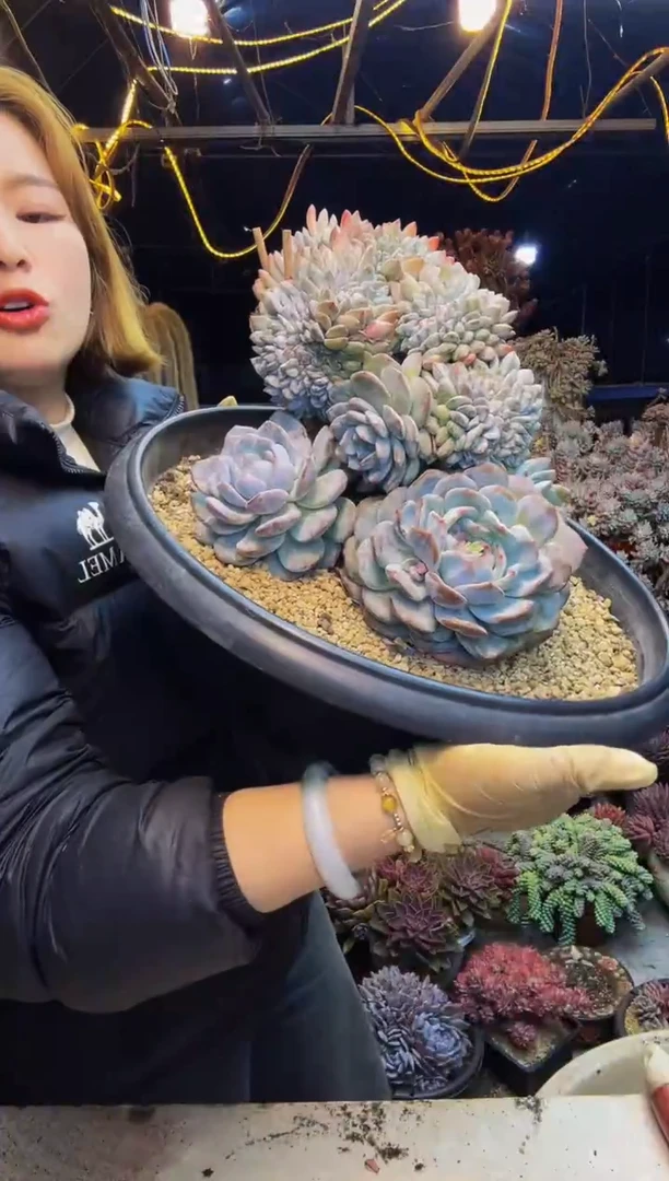 ^***笑星影大树一物一拍可笑