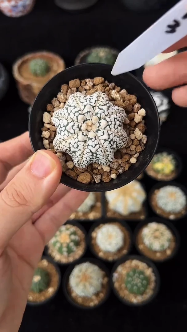 实生根星兜编码213