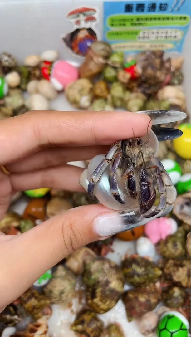 陌派甄选寄居蟹4836