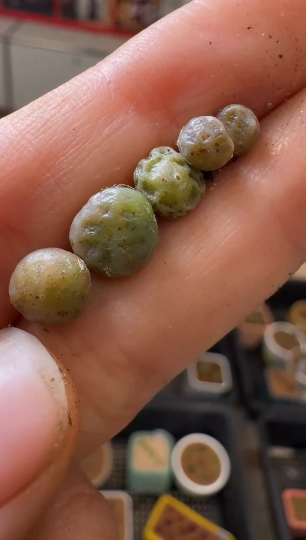 【闪购商品】6-15饺子皮一颗