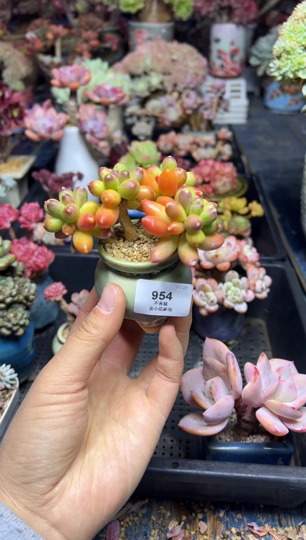 喜*954            不带盆