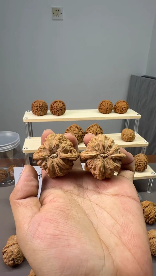 随**疯12.22  白狮子