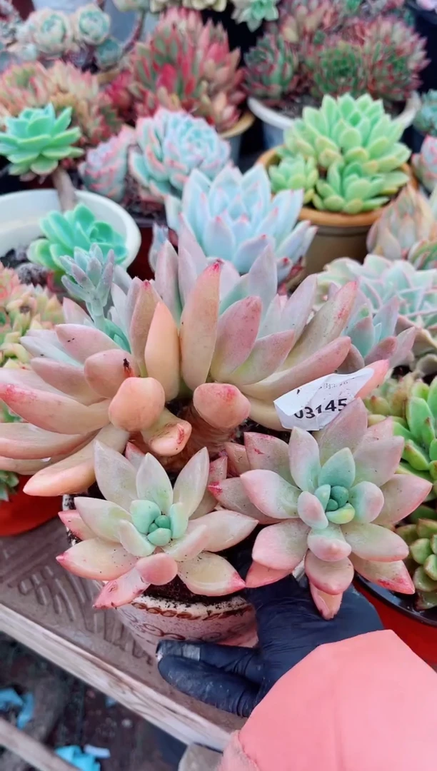 03146多肉植物一物一拍