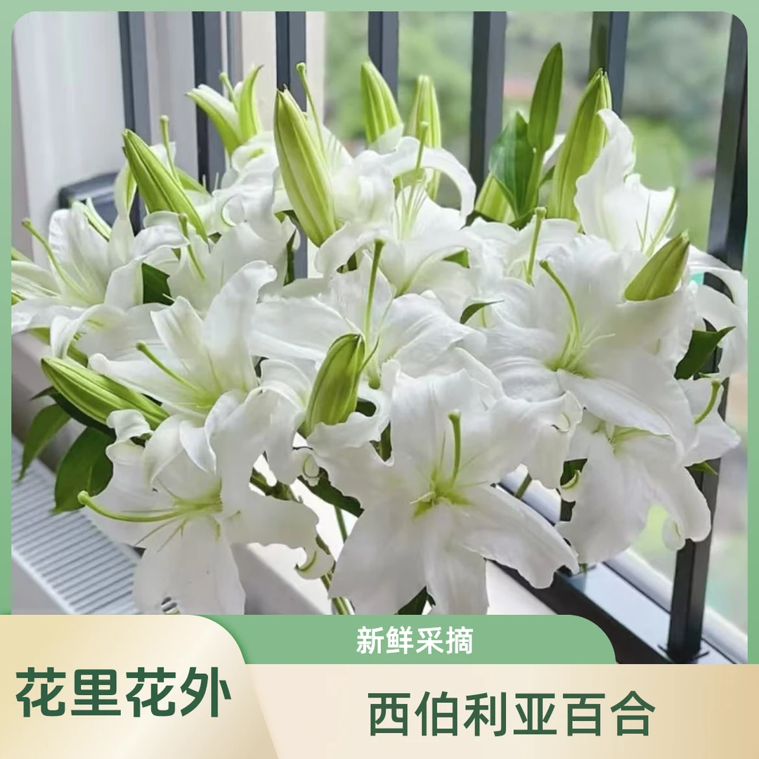 西伯利亚百合（淡香型）东北基地直发新鲜采摘