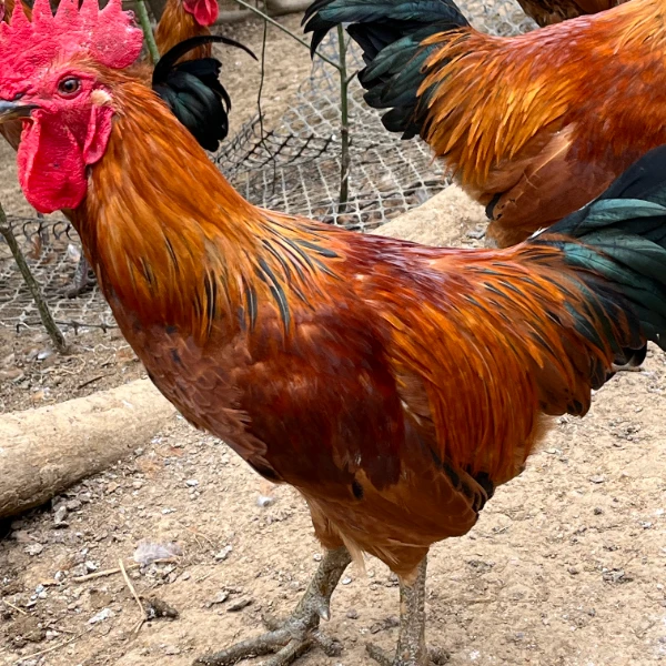 贵州散养土鸡顺丰包邮现抓现发单只1500g~2250g次日达烧烤食材