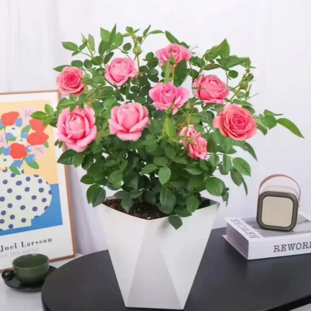 粉红色月季花盆栽带花苞四季花开花正宗特大号带盆带土月季花阳台