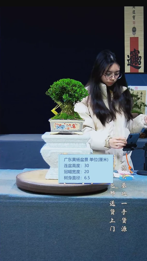 【闪购商品】雀舌黄杨盆景雀舌黄杨盆景