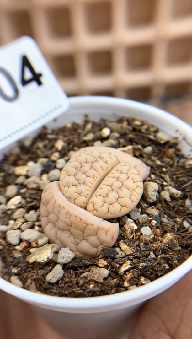 【闪购商品】7704直播一物一拍