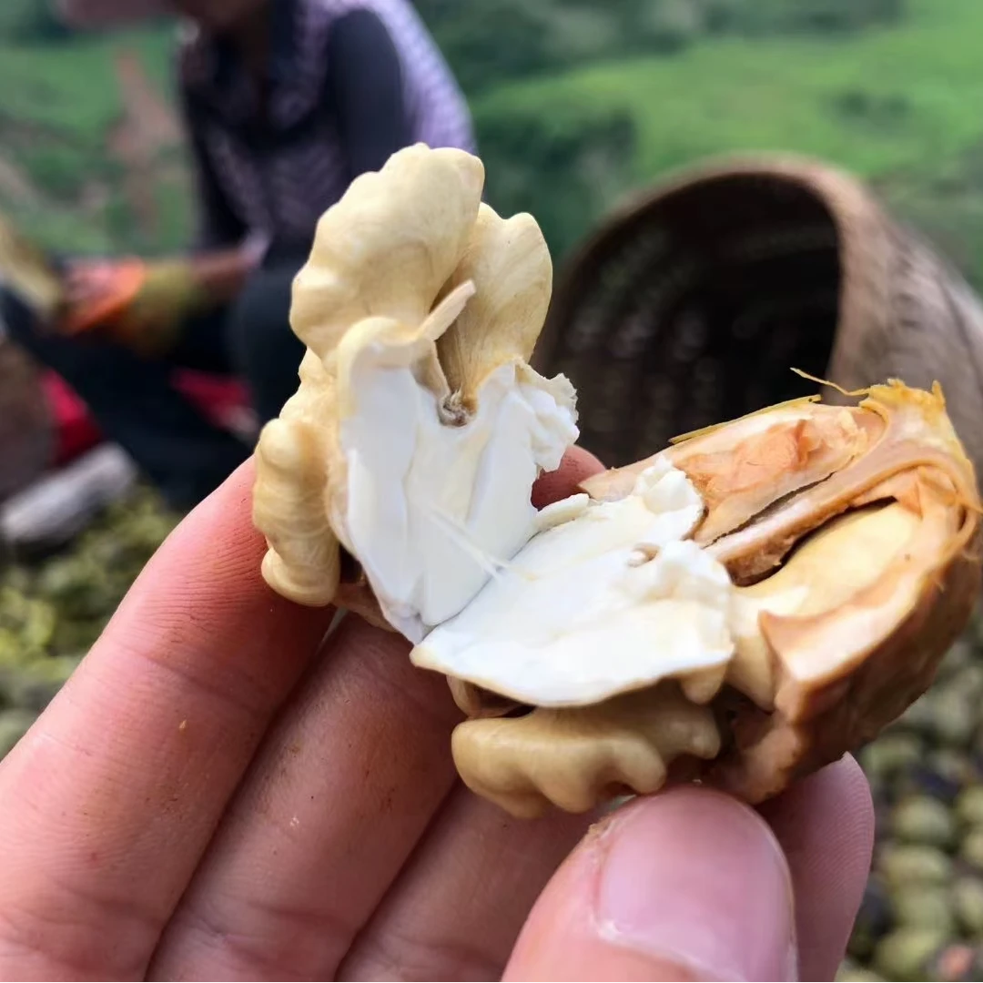 y.【新鲜湿核桃】高山老树去青皮新鲜湿核桃营养美味3/5斤装