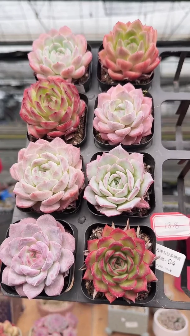 东云多肉园新款-04