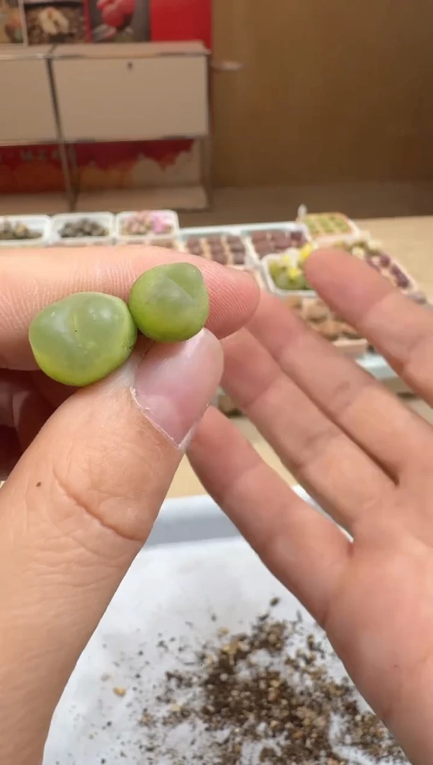 多肉植物肉锥脱土发29-297