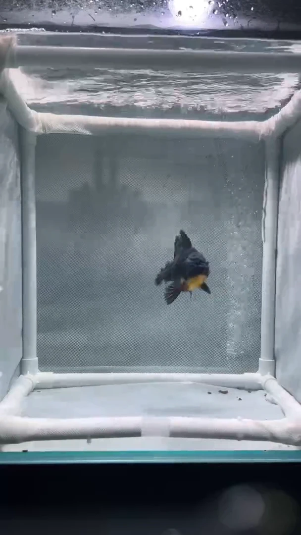金鱼百褶泰狮金鱼