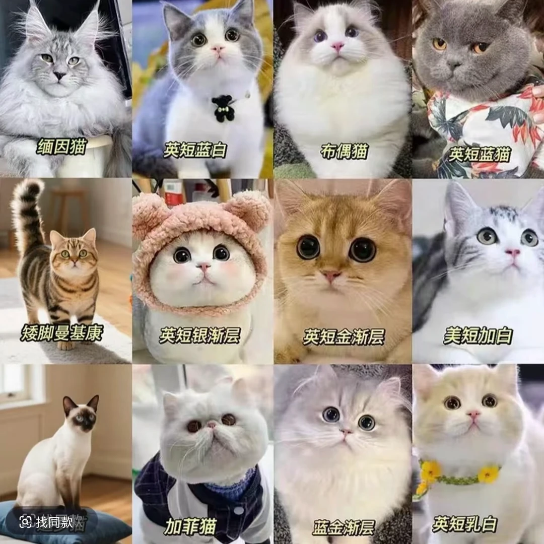 【喵喵世家】全品类猫咪一对一对接，不喜欢全额退