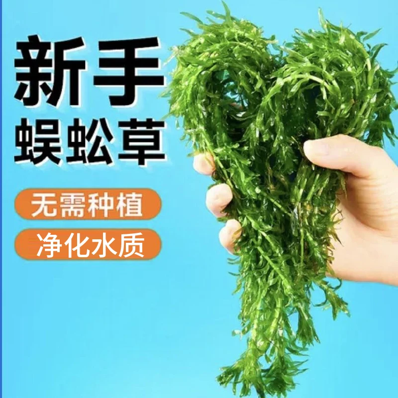 蜈蚣草水草植物养鱼金鱼藻造景鱼缸孔雀鱼金鱼斗鱼鱼草耐净化水质