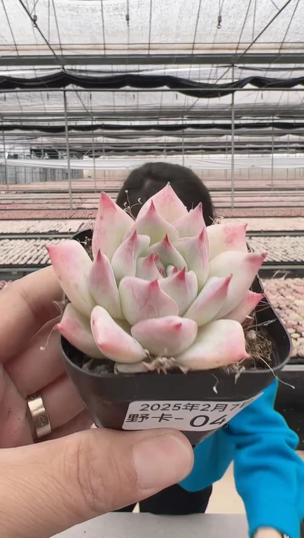 【闪购商品】野卡-4