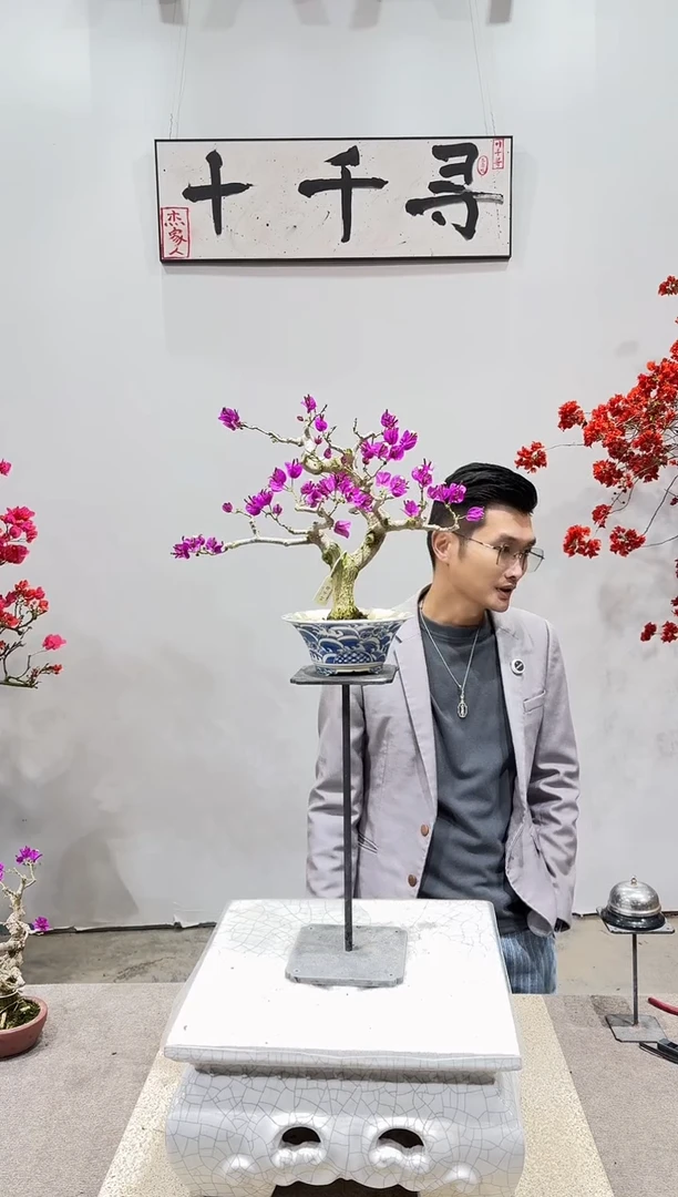 完全开放小叶紫三角梅