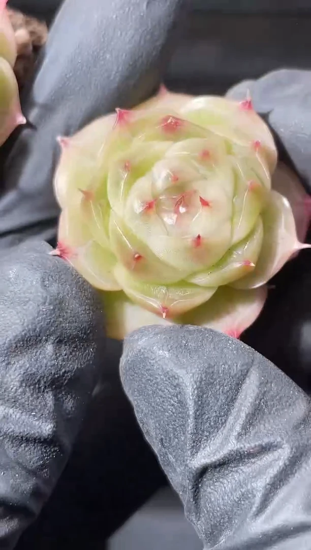 22-25 圆翡2-3厘米量拍发一颗