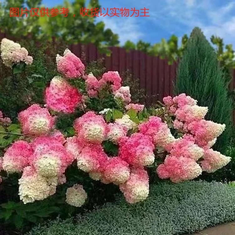 五加仑香草草莓圆锥木绣球耐热耐寒适合新人种植(昼夜温差自然)