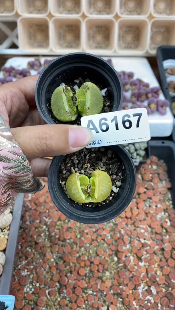 【闪购商品】6167直播一物一拍