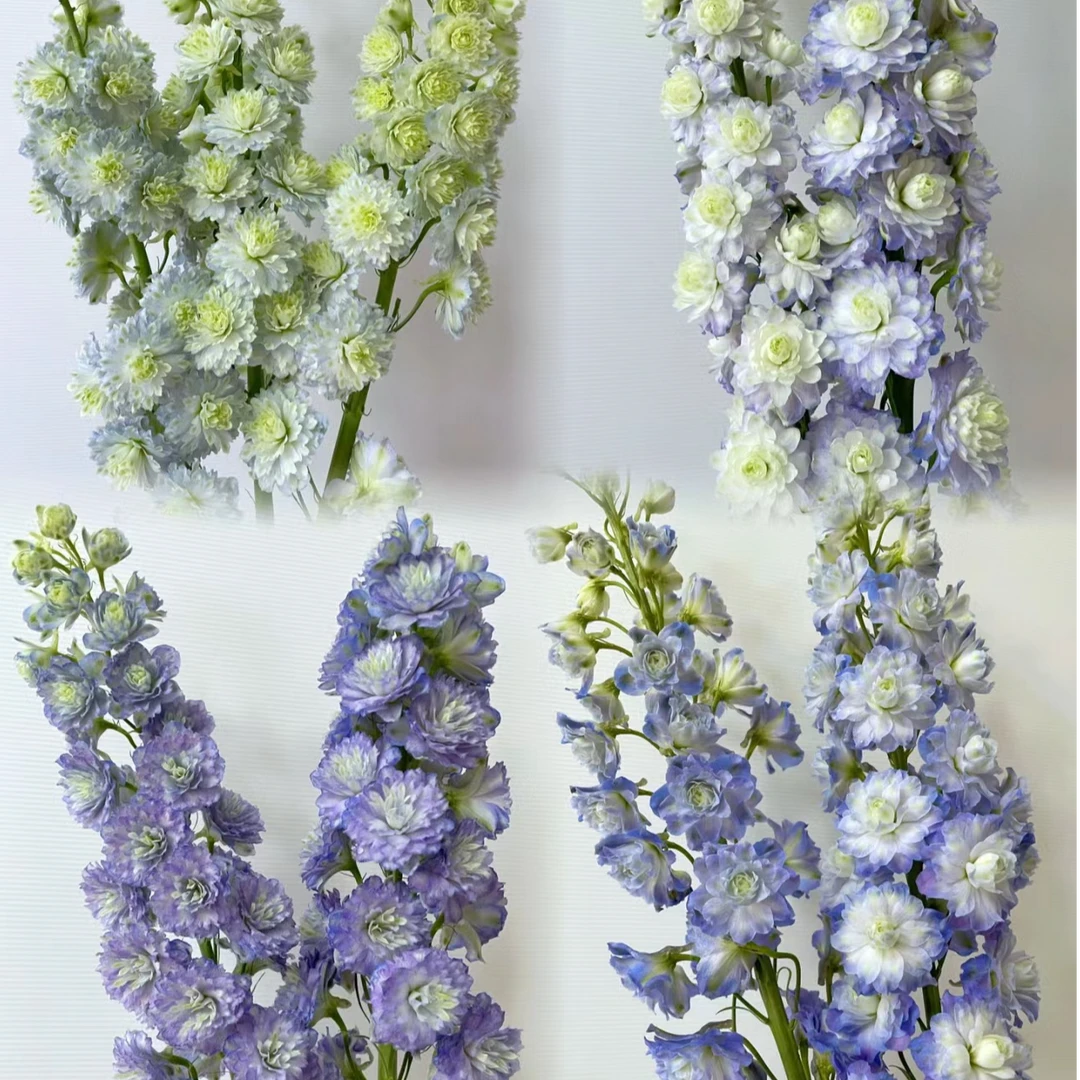 【阿涛】高地人大花飞燕草盆栽重瓣 耐寒庭院花园花境地栽室外植物