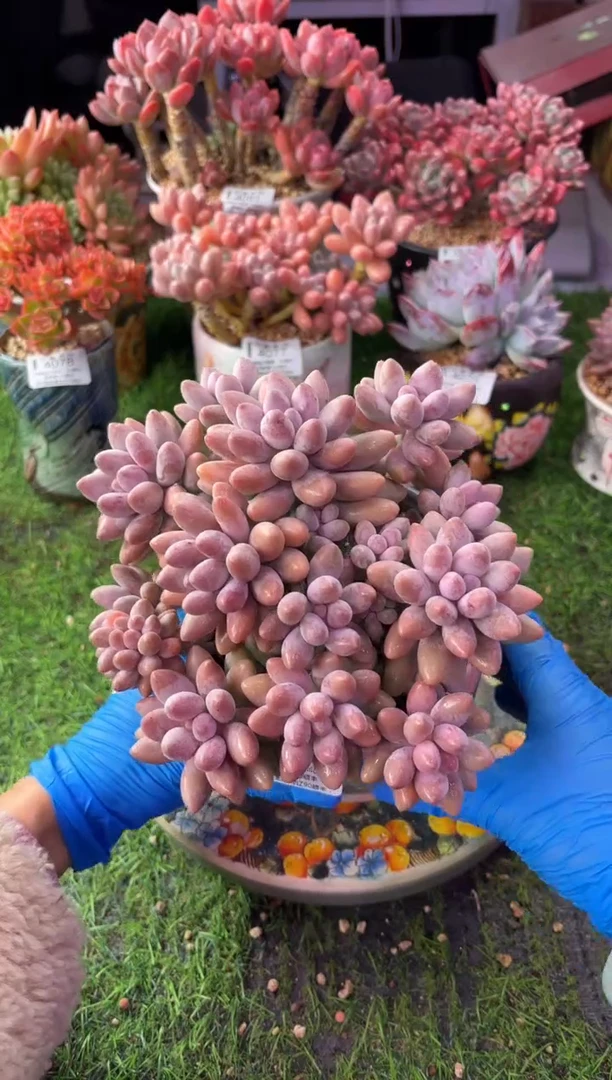 昆明印象多肉4233