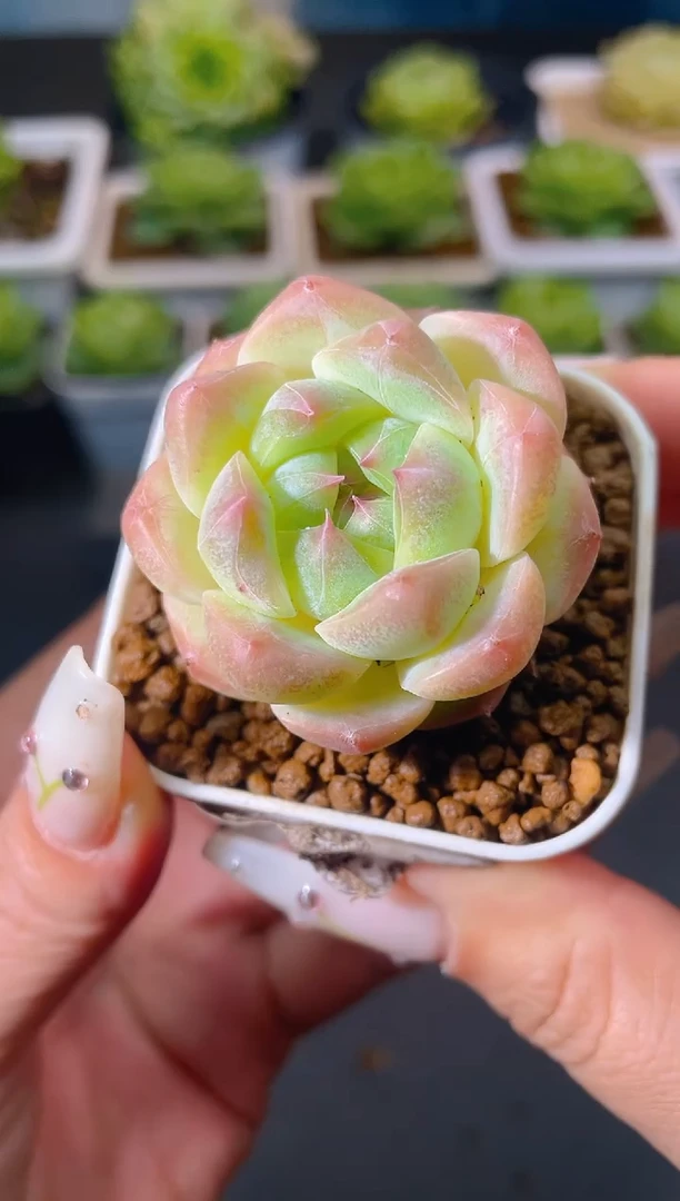 873甜食盒子量拍发一颗