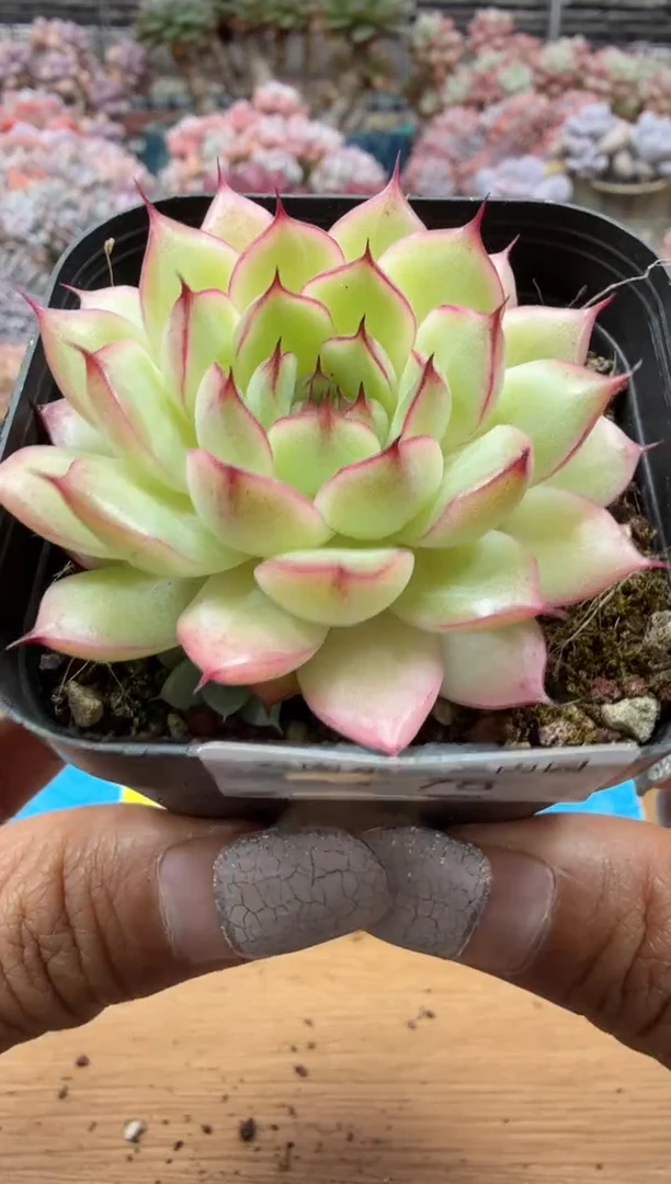 东云多肉园二店-78