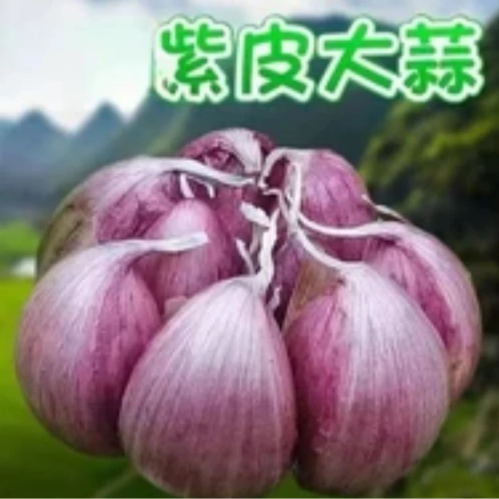 (助农特惠)2025新蒜大果可做腊八蒜糖醋蒜助农特惠价dw