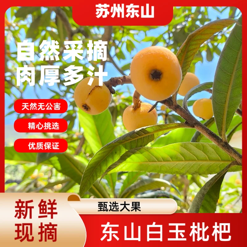 【果王-贡品级】苏州正宗东山白玉枇杷当季新鲜水果果园直发礼盒装