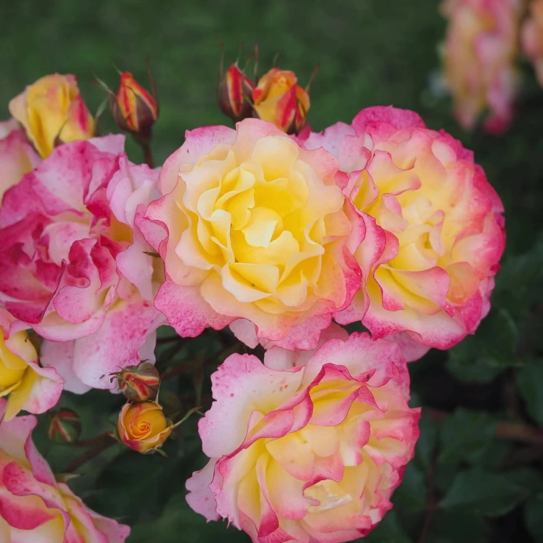 【田园憧憬】灌木月季 多变的花色多头四季开花阳台庭院种植